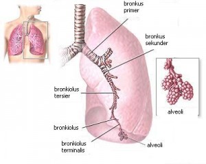 obat tumor paru-paru tradisional